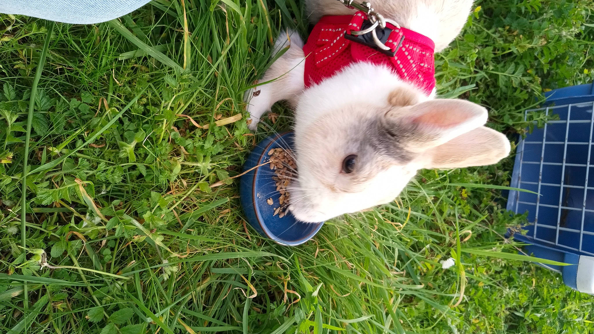 Léo participe au concours pour gagner de l'argent avec cette photo : canidae, domestic_rabbit, fawn, fur, grass, grass_family, grassland, groundcover, hamster, lawn, livestock, pasture, people_in_nature, plant, rabbit, rabbits_and_hares, rodent, tail, terrestrial_animal, whiskers