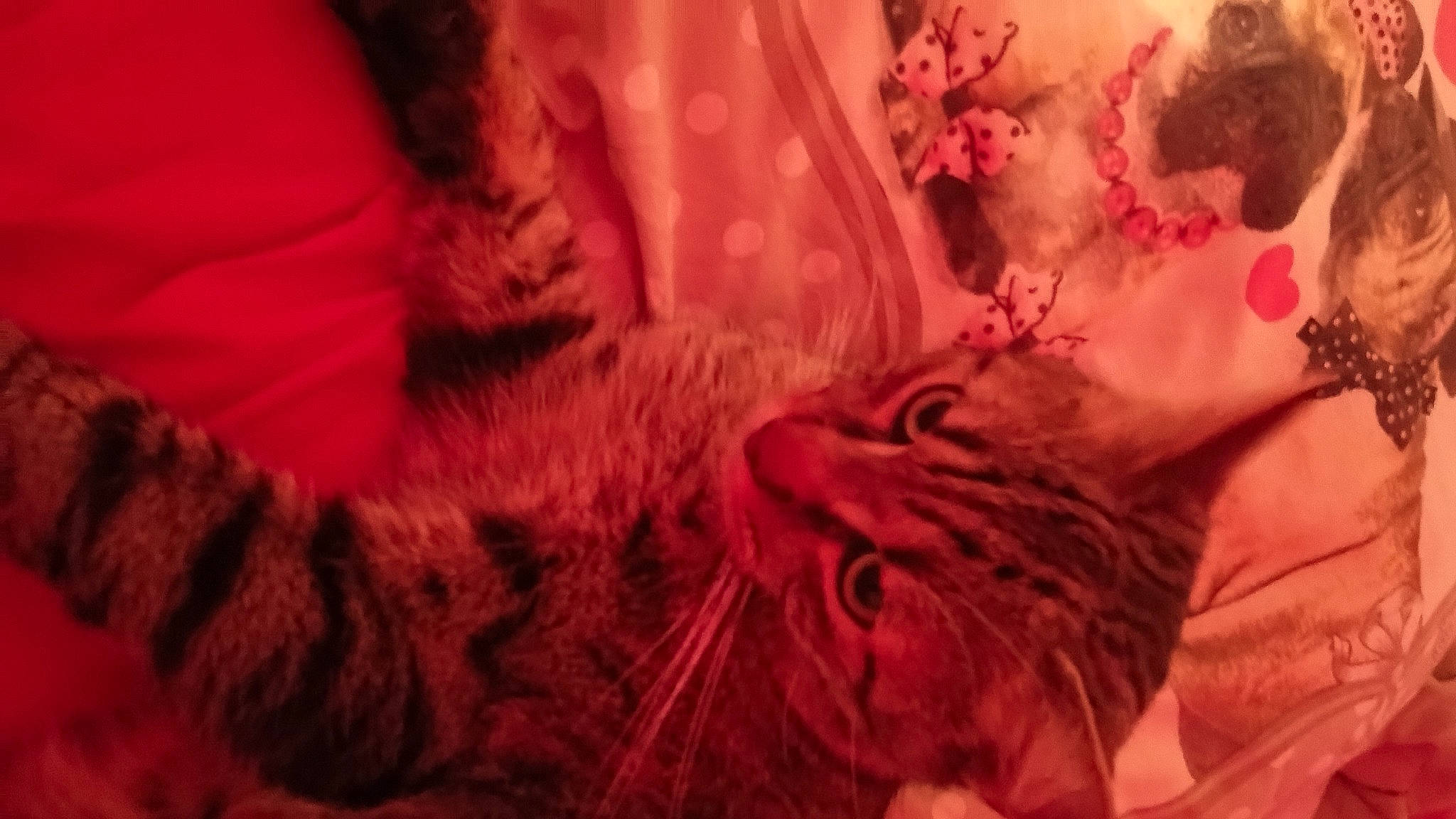 Maika participe au concours pour gagner de l'argent avec cette photo : bedding, carnivore, cat, cg_artwork, comfort, fawn, felidae, flesh, fur, fur_clothing, linens, magenta, pattern, peach, pink, room, sleeve, small_to_medium_sized_cats, tail, whiskers