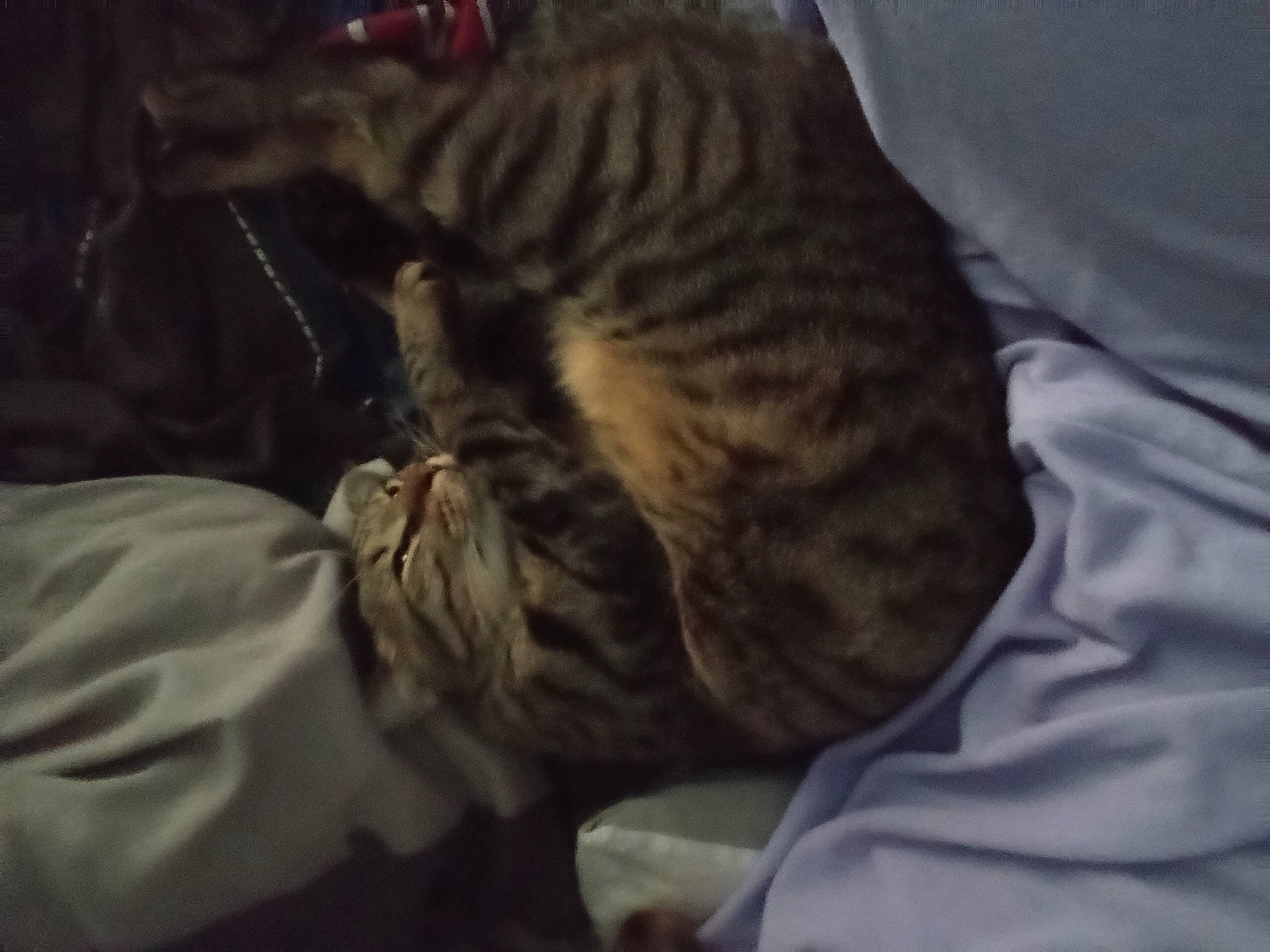 Maika participe au concours pour gagner de l'argent avec cette photo : brown, carnivore, cat, comfort, darkness, domestic_short_haired_cat, felidae, fur, nap, sleep, small_to_medium_sized_cats, snout, terrestrial_animal, whiskers