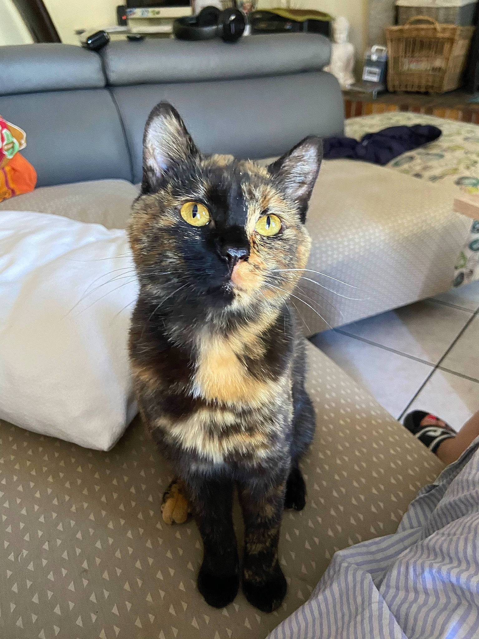 Ariyah a rejoint le concours — aidez-le/la à gagner de superbes lots ! american_shorthair, asian, black_cat, carnivore, cat, claw, domestic_short_haired_cat, european_shorthair, felidae, kitten, mammal, small_to_medium_sized_cats, tabby_cat, whiskers