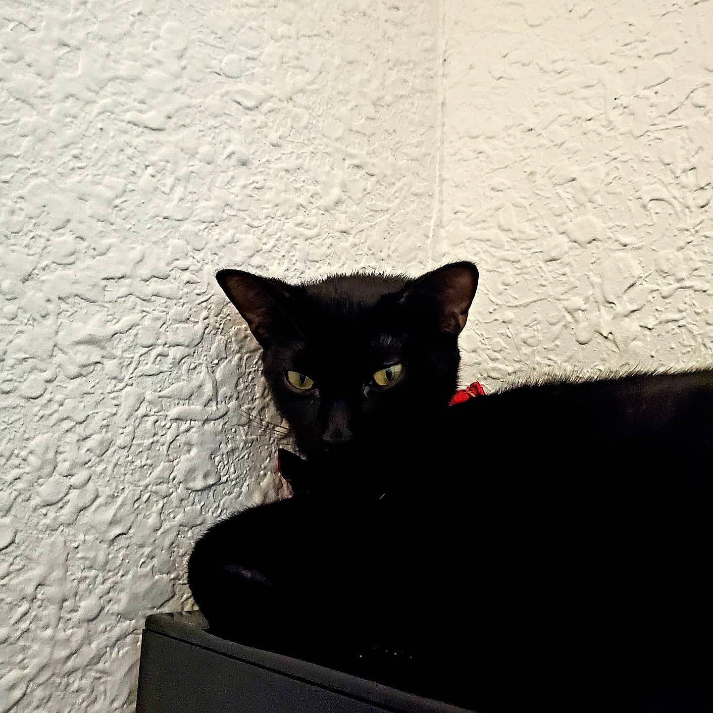 Emrys is registered to the contest to win money with this photo: asian, black, black_cat, bombay, burmese, carnivore, cat, domestic_short_haired_cat, ear, eye, felidae, kitten, shadow, small_to_medium_sized_cats, tail, whiskers