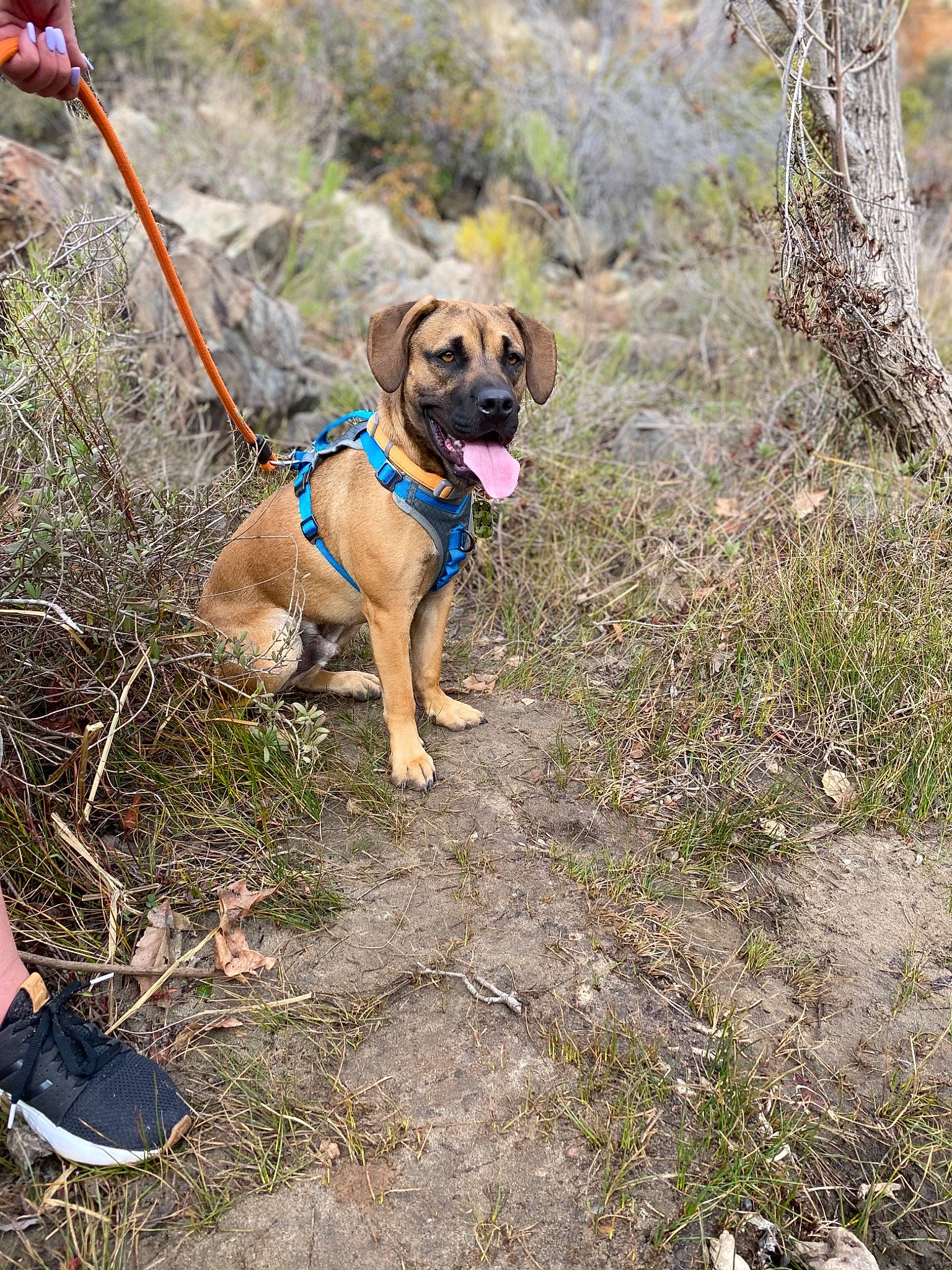 Tucker is registered to the contest to win money with this photo: adventure, carnivore, collar, companion_dog, dog, dog_breed, dog_collar, dog_supply, fashion_accessory, fawn, foot, grass, leash, pet_supply, plant, sandal, soil, tree, working_animal, wrinkle