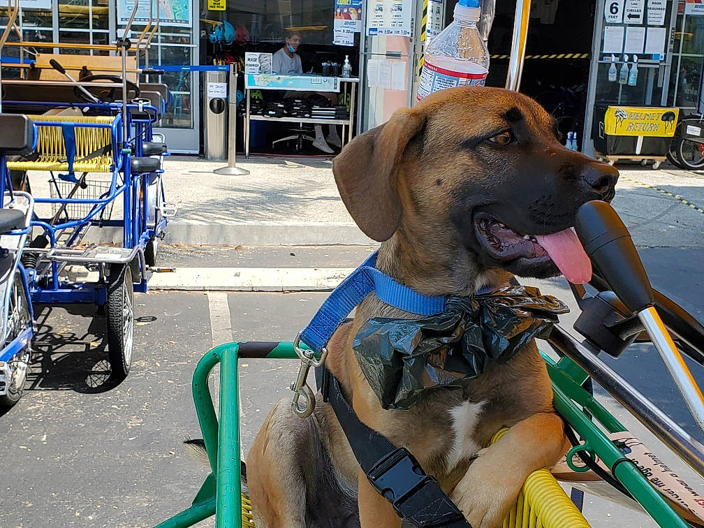 Tucker joined the competition — help win amazing prizes! blue, carnivore, collar, companion_dog, dog, dog_breed, dog_collar, dog_supply, fawn, leash, mammal, motor_vehicle, pet_supply, snout, sporting_group, tire, vehicle, vertebrate, wheel, working_animal