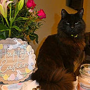 Teddy joined the competition — help win amazing prizes! animal, black_cat, cat, celebration, coins, decor, flower_vase, flowers, fur, greenery, happy_easter_sign, holiday, indoor, jar, lilies, pet, plant, roses, still_life, table