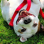 Cricket is registered to the contest to win money with this photo: animal, brown_markings, canine, cheerful, closeup, dog, fun, grass, happy, leash, lying_down, nature, outdoor, pet, playful, summer, sunlight, teeth, tongue, white_fur