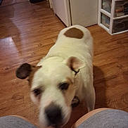 Cricket is registered to the contest to win money with this photo: animal, blurry, brown_spot, canine, casual_clothing, close_up, companion, curious, dog, domestic, floor, flooring, home, indoor, moving, person_legs, pet, storage_drawer, white_fur, wooden_floor