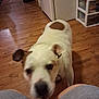 animal, blurry, brown_spot, canine, casual_clothing, close_up, companion, curious, dog, domestic, floor, flooring, home, indoor, moving, person_legs, pet, storage_drawer, white_fur, wooden_floor
