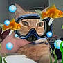 cat, hand, goldfish, digital_filter, scuba_mask, bubbles, seaweed, blur, indoor, room, clutter, pet, orange_cat, closeup, face_filter, animal, digital_art, overlay, fish, funny