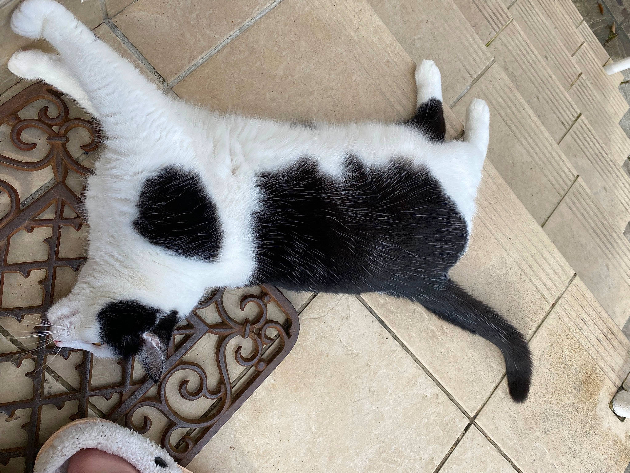 Mougli a rejoint le concours — aidez-le/la à gagner de superbes lots ! canidae, carnivore, cat, claw, comfort, companion_dog, dog_breed, domestic_short_haired_cat, felidae, flooring, foot, fur, human_leg, pattern, paw, small_to_medium_sized_cats, tail, terrestrial_animal, whiskers