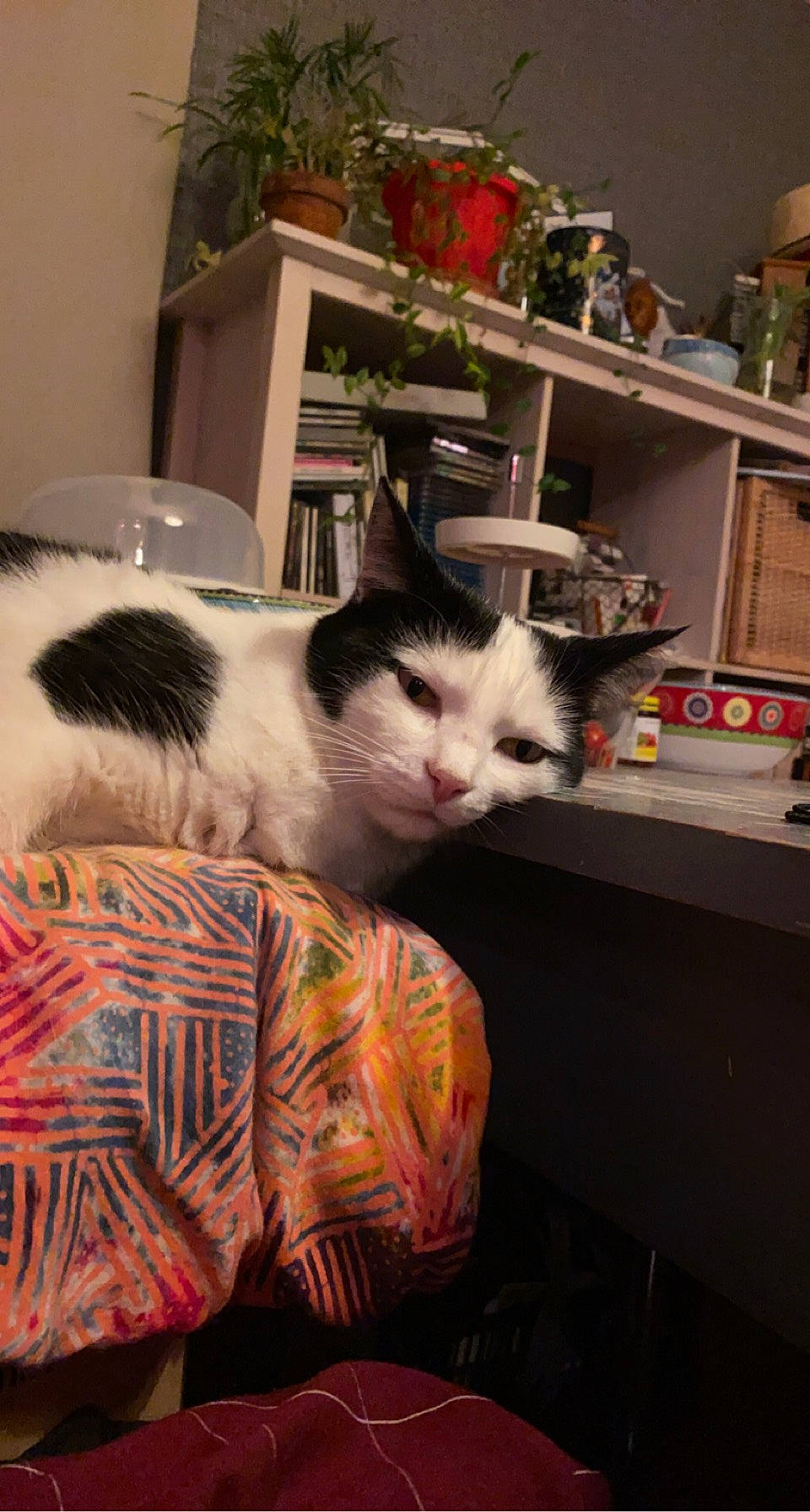 Mougli a rejoint le concours — aidez-le/la à gagner de superbes lots ! box, carnivore, cat, comfort, domestic_short_haired_cat, felidae, flooring, flowerpot, fur, houseplant, linens, nap, plant, publication, room, shelf, small_to_medium_sized_cats, tail, whiskers, wood