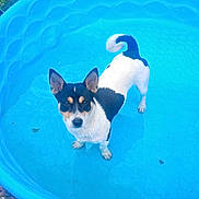 Winsor is registered to the contest to win money with this photo: dog, pool, water, blue, plastic_pool, wet, pet, animal, outdoor, grass, summer, small_pool, black_and_white, alert, curious, ears_up, standing, backyard, daylight, canine
