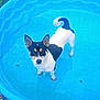 dog, pool, water, blue, plastic_pool, wet, pet, animal, outdoor, grass, summer, small_pool, black_and_white, alert, curious, ears_up, standing, backyard, daylight, canine