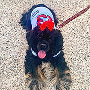 Reece is registered to the contest to win money with this photo: animal, black_dog, concrete, cute, dog, fluffy, friendly, fur, leash, looking_at_camera, mammal, outdoor, paw, pet, playing, portrait, red_bow, tongue_out, white_jersey, young_dog