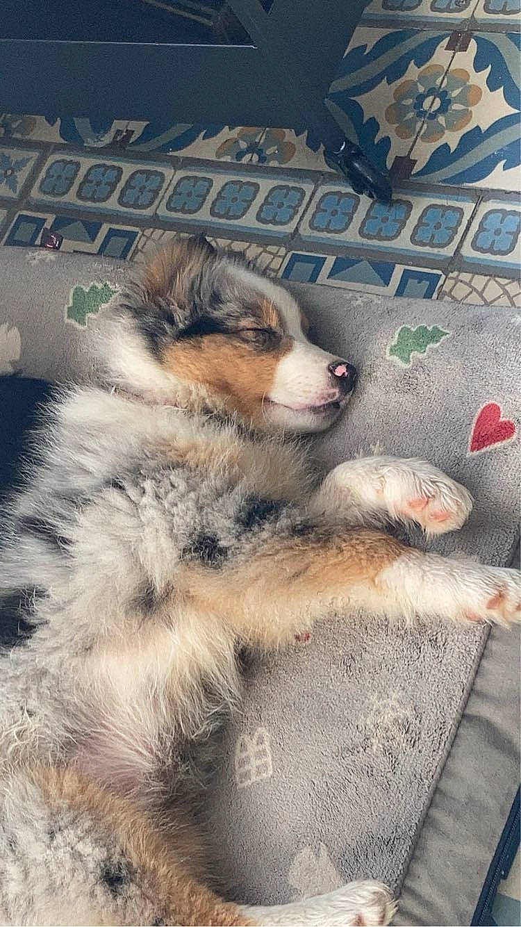 Talia participe au concours pour gagner de l'argent avec cette photo : asphalt, ball, canidae, carnivore, companion_dog, dog, dog_breed, flooring, fur, input_device, paw, road_surface, snout, sporting_group, street_dog, tail, terrestrial_animal, whiskers, wildlife, working_dog