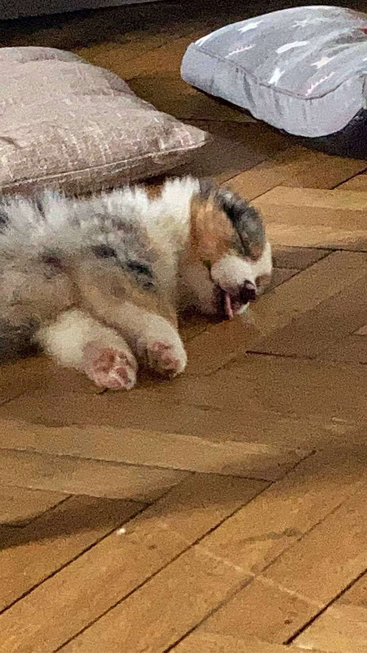 Talia participe au concours pour gagner de l'argent avec cette photo : carnivore, cat, comfort, domestic_short_haired_cat, felidae, flooring, fur, hardwood, paw, plastic_bag, sand, small_to_medium_sized_cats, tail, terrestrial_animal, whiskers, wood, wood_flooring