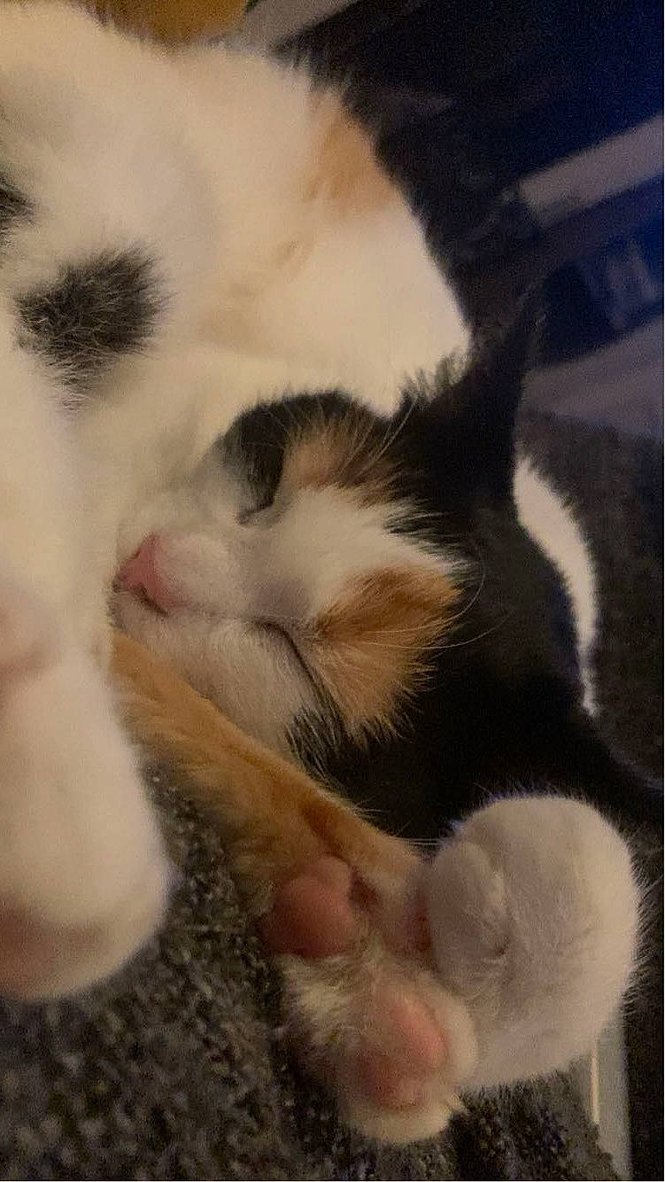 Ali a rejoint le concours — aidez-le/la à gagner de superbes lots ! carnivore, cat, claw, comfort, domestic_short_haired_cat, felidae, fur, nap, paw, sleep, small_to_medium_sized_cats, tail, terrestrial_animal, whiskers