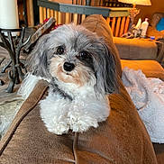 Bella is registered to the contest to win money with this photo: animal, brown, companion, couch, cozy, cute, dog, fluffy, furniture, gray, household, indoor, lamp, living_room, pet, portrait, relaxed, small_dog, white, wooden_railing