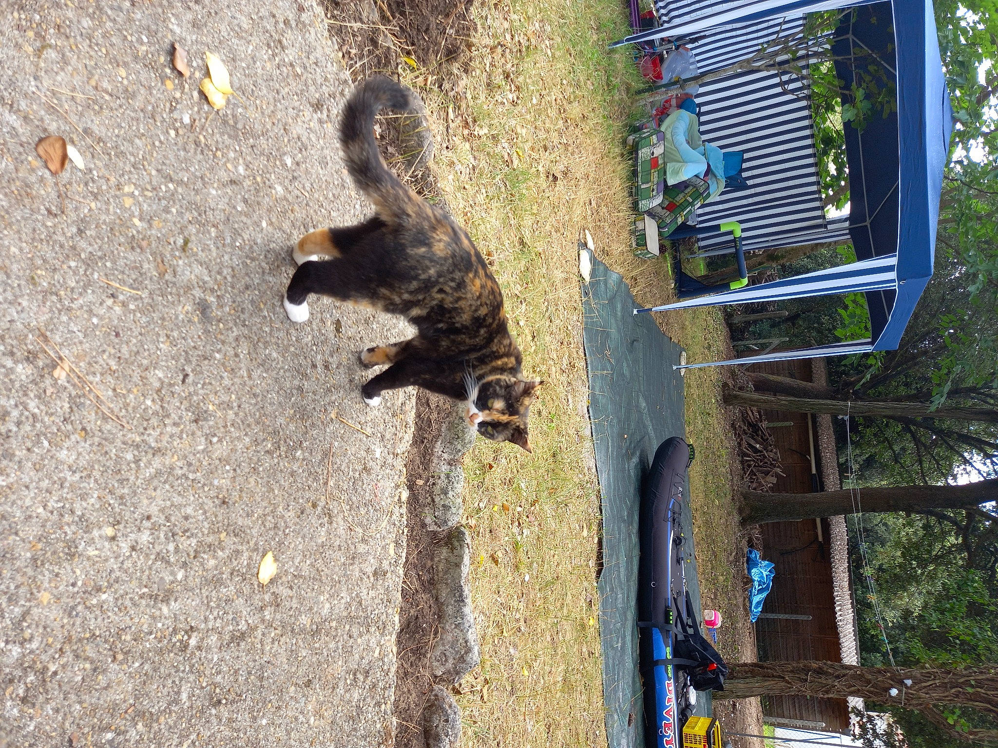 Olia a rejoint le concours — aidez-le/la à gagner de superbes lots ! asphalt, building, carnivore, cat, dog_breed, felidae, grass, house, plant, road_surface, shadow, small_to_medium_sized_cats, soil, sporting_group, tail, tire, tree, wheel, window, wood