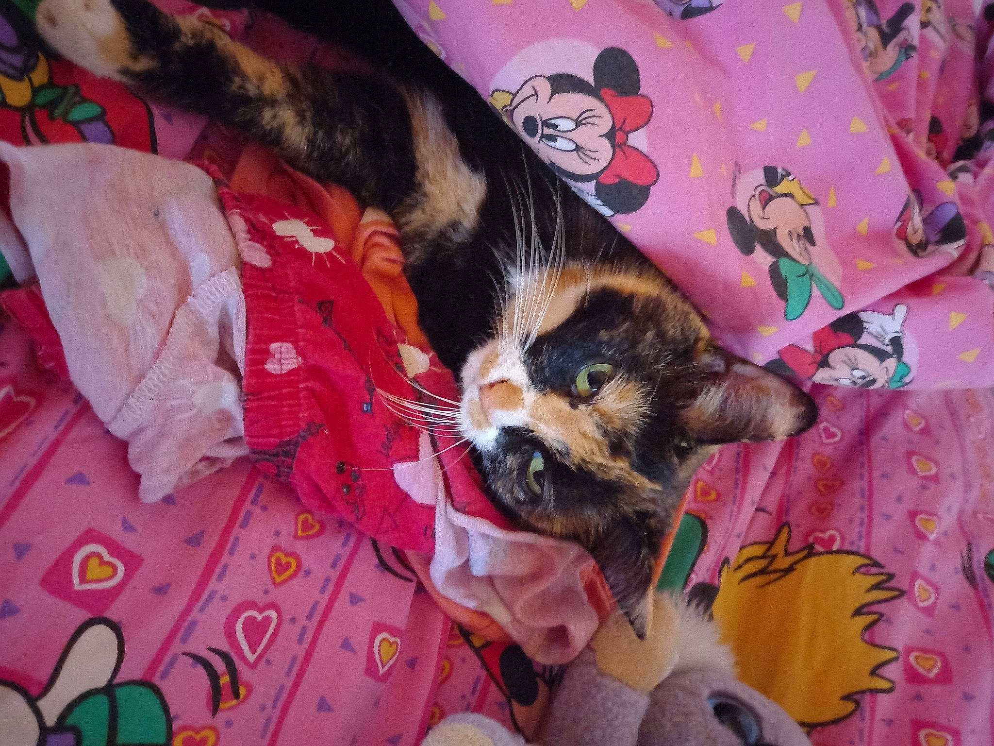 Olia a rejoint le concours — aidez-le/la à gagner de superbes lots ! bed_sheet, bedding, canidae, carnivore, cat, comfort, companion_dog, dog_breed, fawn, felidae, fur, linens, pattern, pink, room, small_to_medium_sized_cats, sporting_group, tail, textile, whiskers