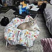 Phantom is registered to the contest to win money with this photo: cat, floral_pattern, cushion, stool, carpet, living_room, christmas_tree, table, remote_control, spray_bottle, notebook, blanket, sofa, curtains, decor, indoor, pet, relaxing, furniture, cozy