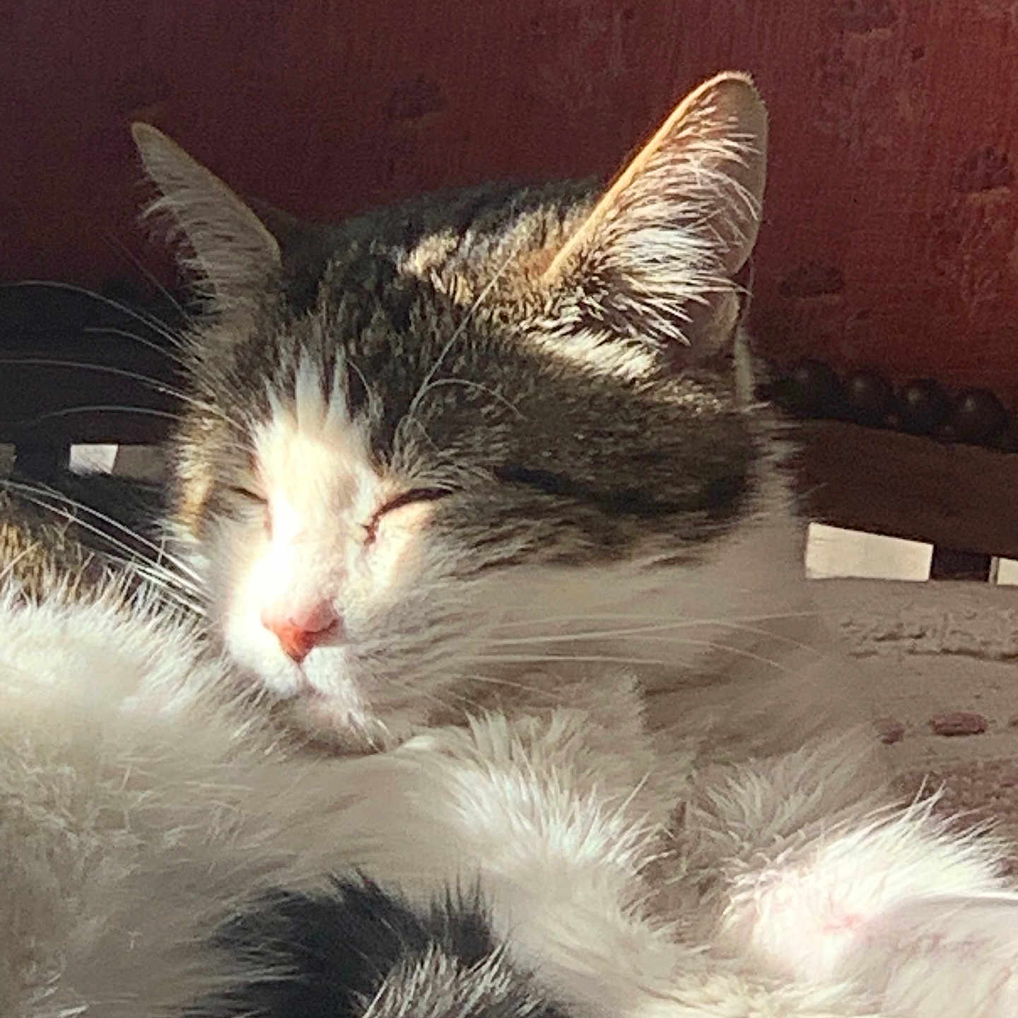 Mina a rejoint le concours — aidez-le/la à gagner de superbes lots ! animal, black_fur, cat, closeup, cozy, cute, domestic_cat, fur, indoor, nap, pet, pink_nose, relaxation, resting, sleeping, soft_texture, sunlight, tabby, whiskers, white_fur