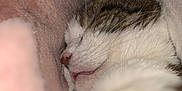 Mina participe au concours pour gagner de l'argent avec cette photo : cat, sleeping, close_up, cozy, blanket, fur, pet, whiskers, nose, ear, soft, cute, resting, domestic_animal, indoor, quiet, relaxed, mammal, animal, pink