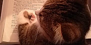 Mina a rejoint le concours — aidez-le/la à gagner de superbes lots ! animal, book, brown, cat, closeup, cozy, curiosity, fur, indoors, literature, pages, paw, pet, reading, relaxation, tabby, text, warm_lighting, whiskers, white