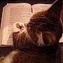 Mina a rejoint le concours — aidez-le/la à gagner de superbes lots ! cat, book, reading, paw, fur, closeup, indoors, warm_lighting, cozy, literature, animal, pet, tabby, whiskers, relaxation, brown, white, text, pages, curiosity