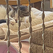 Mina participe au concours pour gagner de l'argent avec cette photo : animal, beaded_curtain, blanket, cat, comfortable, cozy, domestic, furniture, indoor, paws, pet, quiet, relaxing, resting, sleeping, soft, texture, whiskers, wood, woven