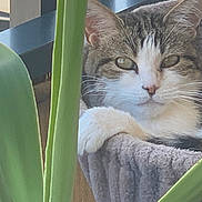 Mina participe au concours pour gagner de l'argent avec cette photo : cat, tabby, pet, indoor, plant, greenery, hammock, relaxed, fur, whiskers, paws, cozy, window, home, animal, cute, resting, feline, leaf, closeup