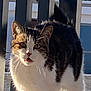 animal, black, brown, cat, closeup, curious, cushion, daylight, ears, feline, fence, outdoor, pet, roof, standing, striped, sunlight, tail, whiskers, white