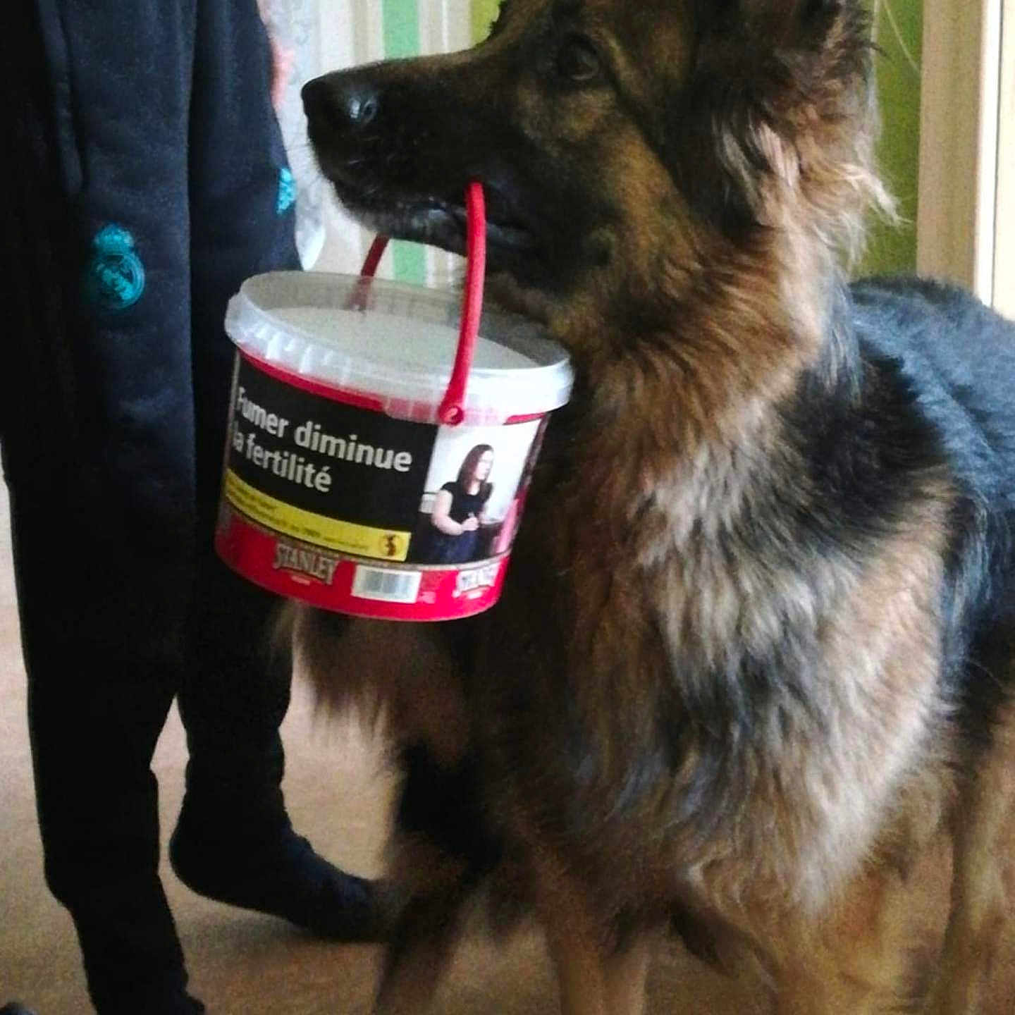 Roxane a rejoint le concours — aidez-le/la à gagner de superbes lots ! adult, animal, bucket, canine, clothing, cup, disposablecup, dog, face, footwear, germanshepherd, head, male, man, pants, person, pet, policedog, puppy, shoe