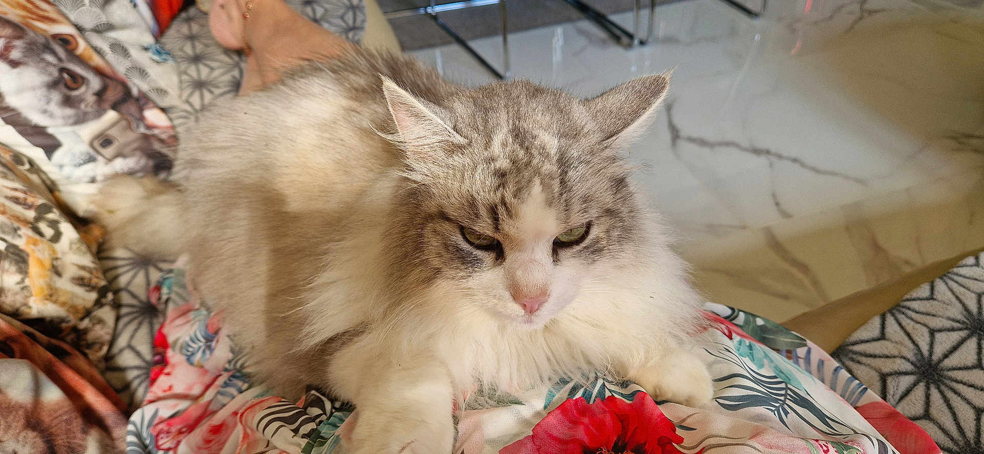 Lady