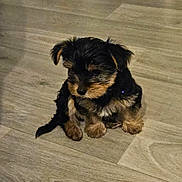 Aston a rejoint le concours — aidez-le/la à gagner de superbes lots ! puppy, dog, pet, floor, wooden_floor, small, fluffy, cute, young, indoor, animal, sitting, brown, black, fur, adorable, canine, young_dog, quiet, calm