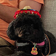 Izzy Belle is registered to the contest to win money with this photo: accessories, animal, beaded_necklace, black_dog, casual, close_up, companion, couch, cute, dog, fluffy, guitar_charm, hat, home, indoor, orange_shirt, person, pet, relaxing, sombrero