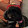 Izzy Belle
