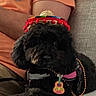 accessories, animal, beaded_necklace, black_dog, casual, close_up, companion, couch, cute, dog, fluffy, guitar_charm, hat, home, indoor, orange_shirt, person, pet, relaxing, sombrero