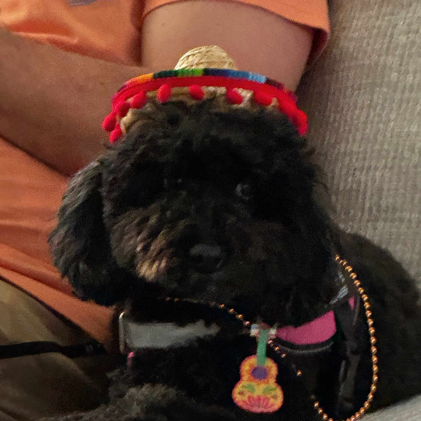 Izzy Belle is registered to the contest to win money with this photo: accessories, animal, beaded_necklace, black_dog, casual, close_up, companion, couch, cute, dog, fluffy, guitar_charm, hat, home, indoor, orange_shirt, person, pet, relaxing, sombrero