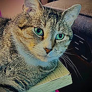 Xanman joined the competition — help win amazing prizes! cat, tabby, green_eyes, close_up, indoor, resting, fur, whiskers, wood_surface, cozy, pet, animal, domestic_cat, face, portrait, cute, feline, ears, nose, relaxed