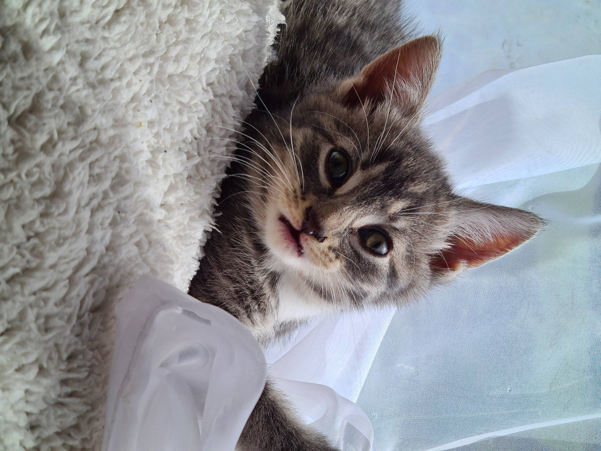 Miley is registered to the contest to win money with this photo: carnivore, cat, claw, comfort, domestic_short_haired_cat, eye, felidae, fur, paw, small_to_medium_sized_cats, snout, whiskers