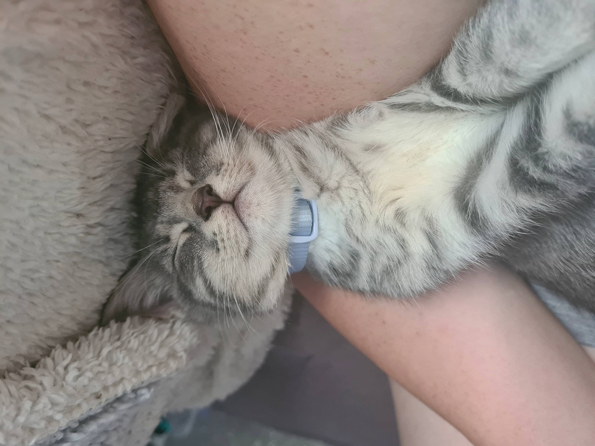 Miley joined the competition — help win amazing prizes! carnivore, cat, claw, comfort, domestic_short_haired_cat, eye, fawn, felidae, foot, fur, gesture, grey, human_leg, paw, small_to_medium_sized_cats, snout, thigh, whiskers, wrinkle, wrist