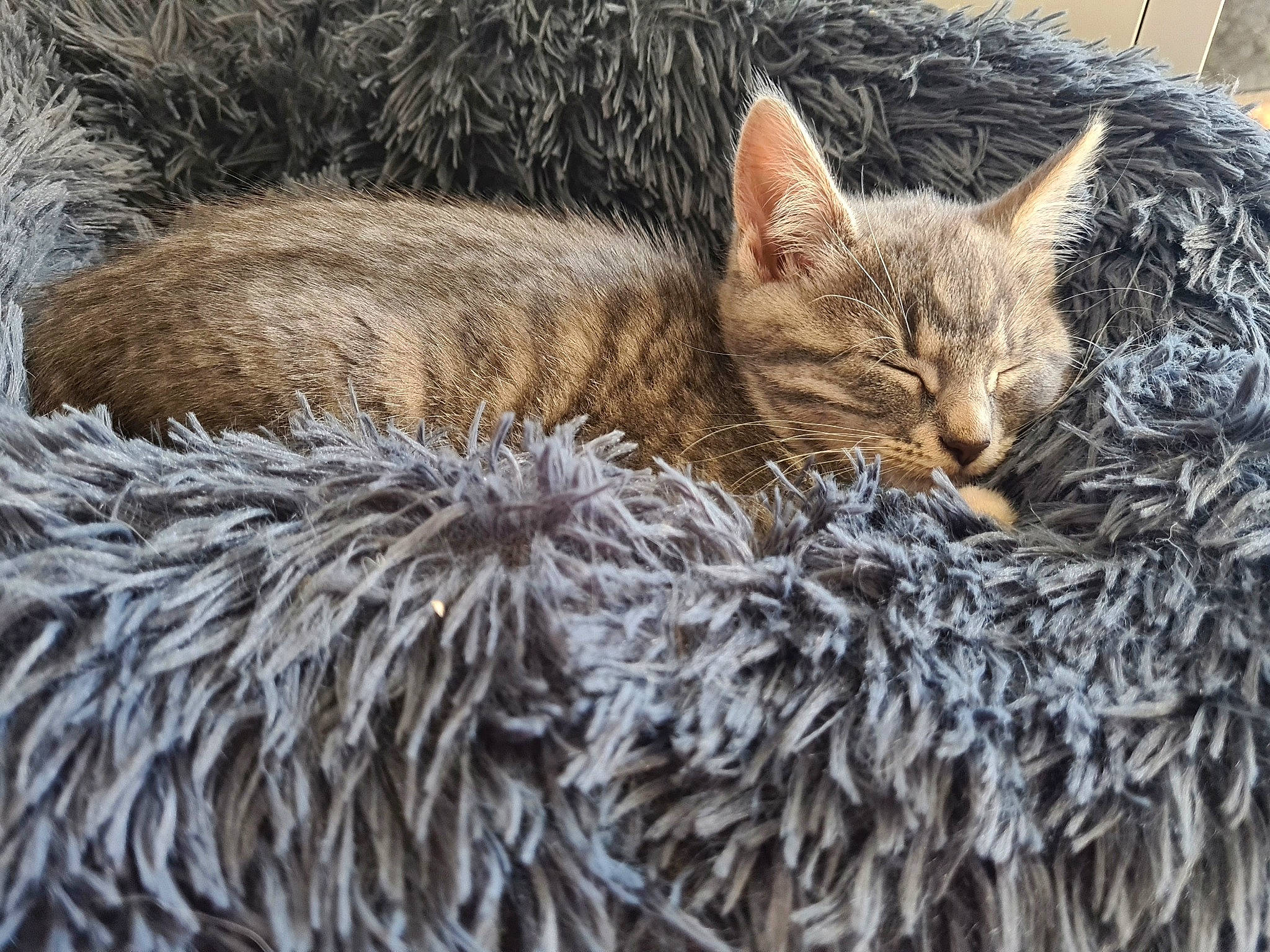 Miley joined the competition — help win amazing prizes! carnivore, cat, claw, close_up, domestic_short_haired_cat, fawn, felidae, fur, grass, nap, sleep, small_to_medium_sized_cats, snout, tail, terrestrial_animal, tree, trunk, whiskers, wildlife, wood