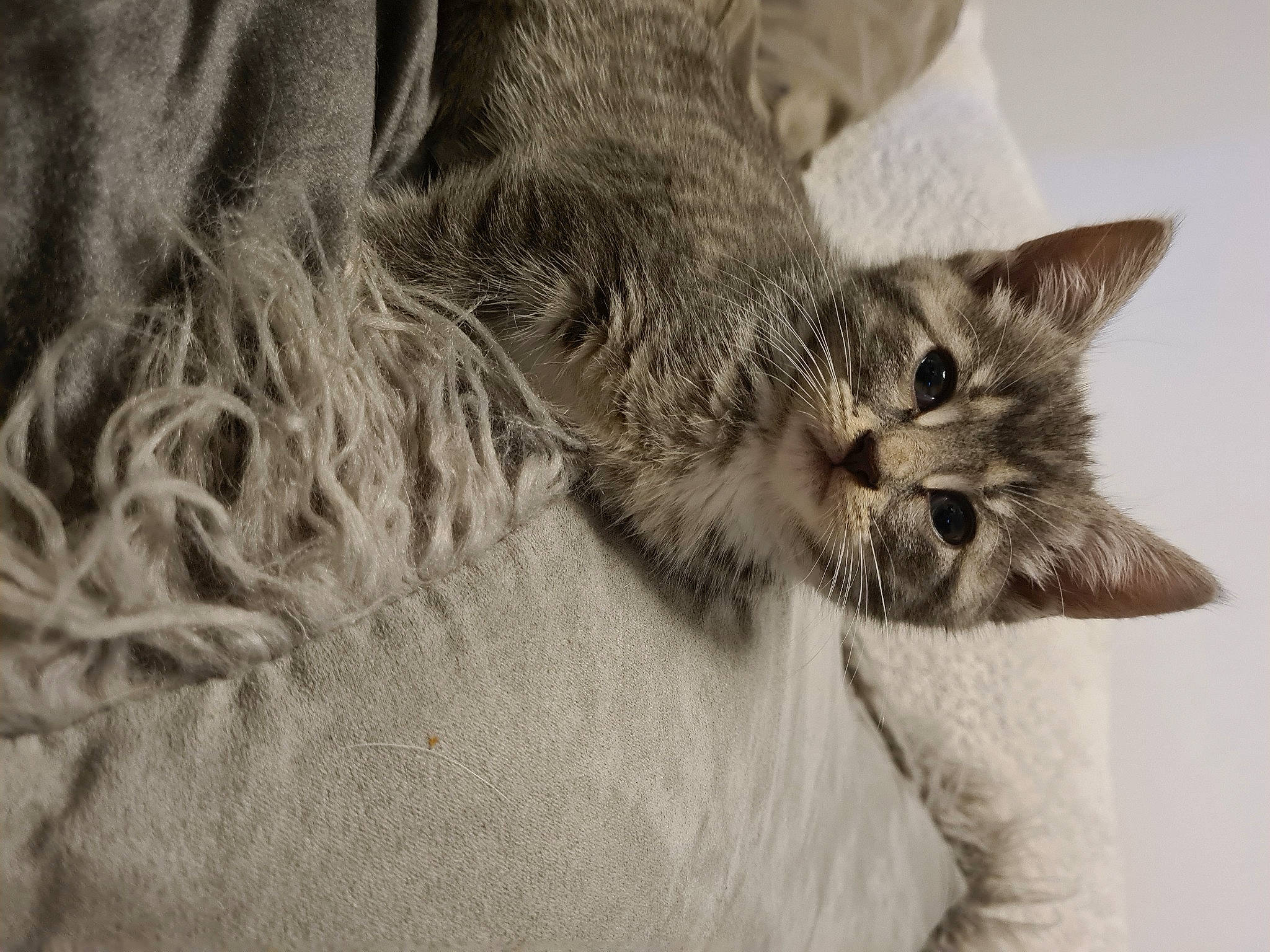 Miley is registered to the contest to win money with this photo: carnivore, cat, claw, comfort, domestic_short_haired_cat, ear, eye, felidae, fur, gesture, grey, monochrome, monochrome_photography, paw, small_to_medium_sized_cats, snout, tail, terrestrial_animal, whiskers, wildlife