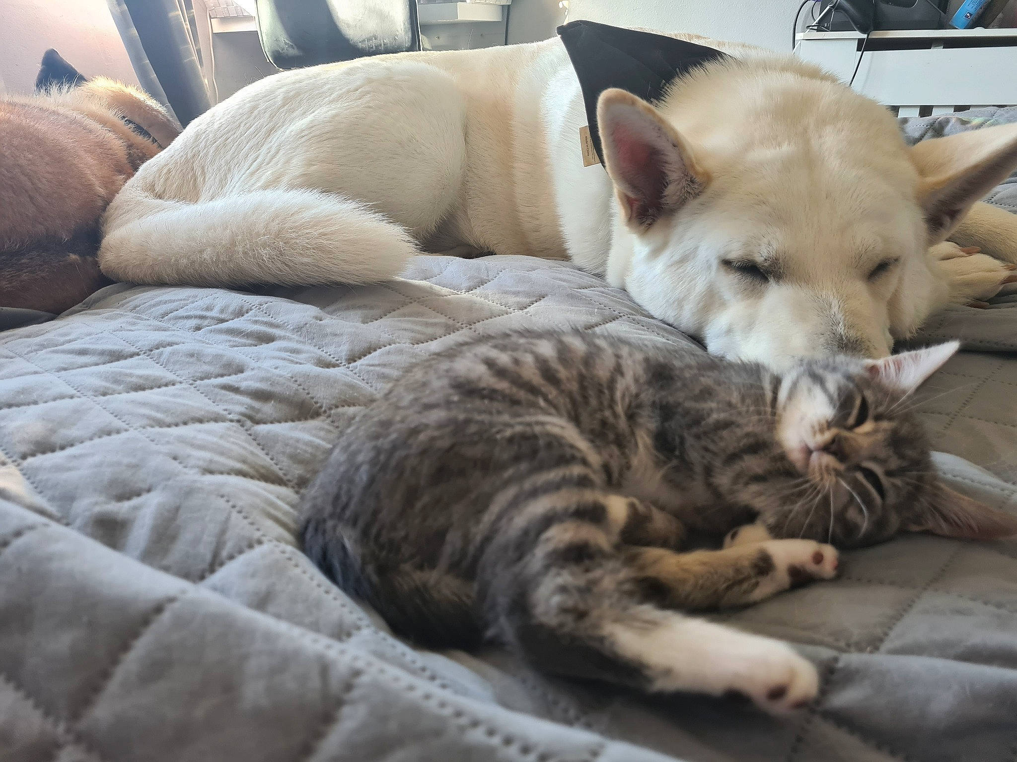 Miley joined the competition — help win amazing prizes! bedding, canidae, carnivore, cat, comfort, companion_dog, dog_breed, domestic_short_haired_cat, fawn, felidae, fur, linens, nap, paw, sleep, small_to_medium_sized_cats, snout, tail, whiskers, wood