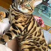Rocky a rejoint le concours — aidez-le/la à gagner de superbes lots ! animal_portrait, bengal_cat, carpet, cat, close_up, cozy, domestic_animal, feline, glass_table, green_eyes, hand, indoor, lap, person, pet, pink_nails, relaxed, striped_fur, whiskers, wood_floor