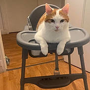 Nala a rejoint le concours — aidez-le/la à gagner de superbes lots ! cat, orange_and_white_cat, high_chair, baby_chair, indoor, wooden_floor, door, gray_furniture, pet, animal, relaxed, looking_at_camera, feline, domestic_cat, household, flooring, room, resting, calm, funny