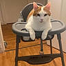 Nala a rejoint le concours — aidez-le/la à gagner de superbes lots ! animal, baby_chair, calm, cat, domestic_cat, door, feline, flooring, funny, gray_furniture, high_chair, household, indoor, looking_at_camera, orange_and_white_cat, pet, relaxed, resting, room, wooden_floor