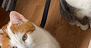 Nala participe au concours pour gagner de l'argent avec cette photo : cat, cats, indoor, wooden_floor, orange_cat, white_cat, gray_cat, striped_cat, pet, animal, cute, feline, curious, looking_up, domestic, two_cats, floor, fur, whiskers, ears
