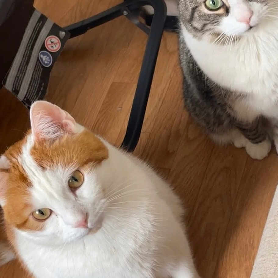 Nala participe au concours pour gagner de l'argent avec cette photo : cat, cats, indoor, wooden_floor, orange_cat, white_cat, gray_cat, striped_cat, pet, animal, cute, feline, curious, looking_up, domestic, two_cats, floor, fur, whiskers, ears