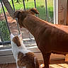 Nala participe au concours pour gagner de l'argent avec cette photo : dog, cat, window, sunlight, wooden_floor, indoor, pet, brown_dog, white_cat, orange_spots, looking_outside, bars, mesh_screen, daylight, animal, companion, side_by_side, curious, quiet_moment, home